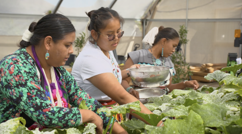 Three female students colelct leaves from the school garden