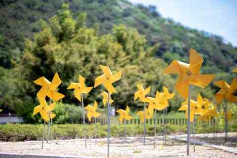 Yellow pinwheels in a field