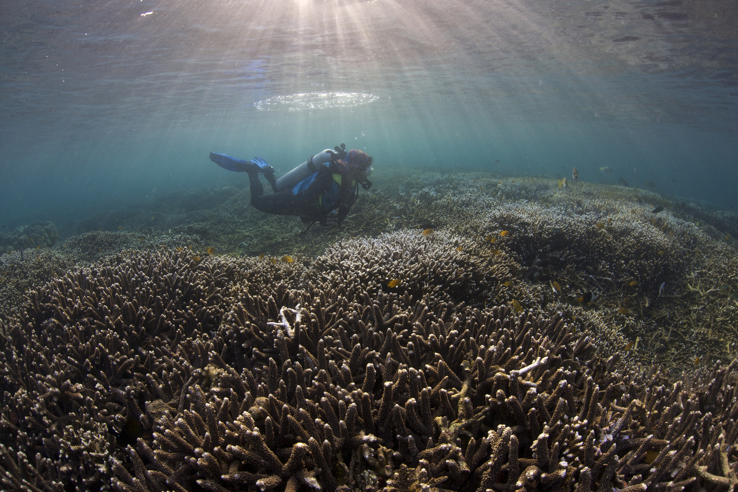 Dauin Marine Sanctuary by Steve de Neef