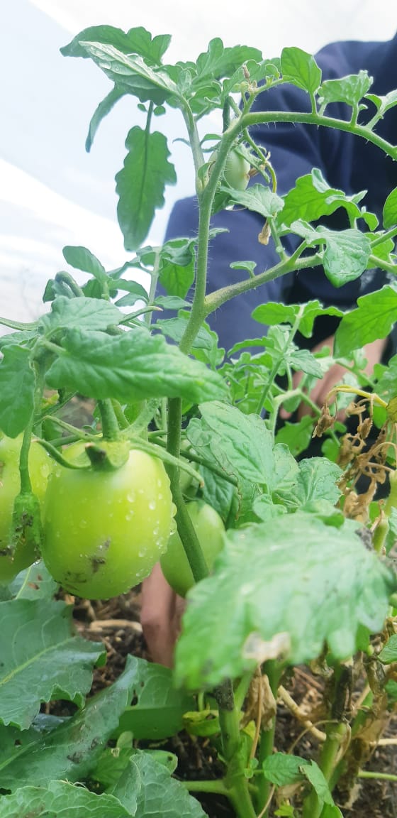 Pequeña planta con un tomate verde