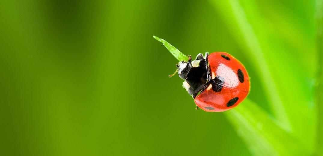 Ladybug on grass