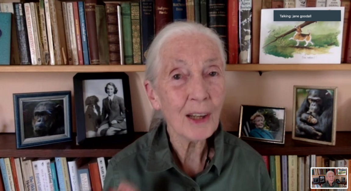 Jane Goodall