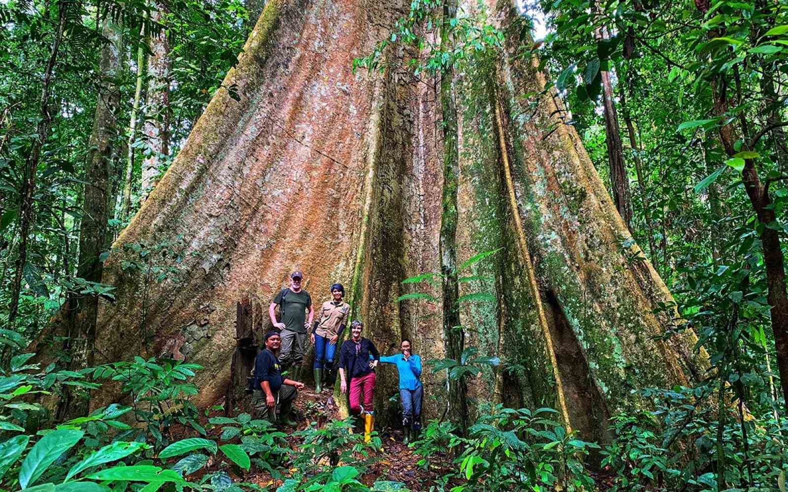 People standing in front of massive tree